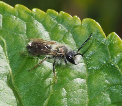 Andrena sp.